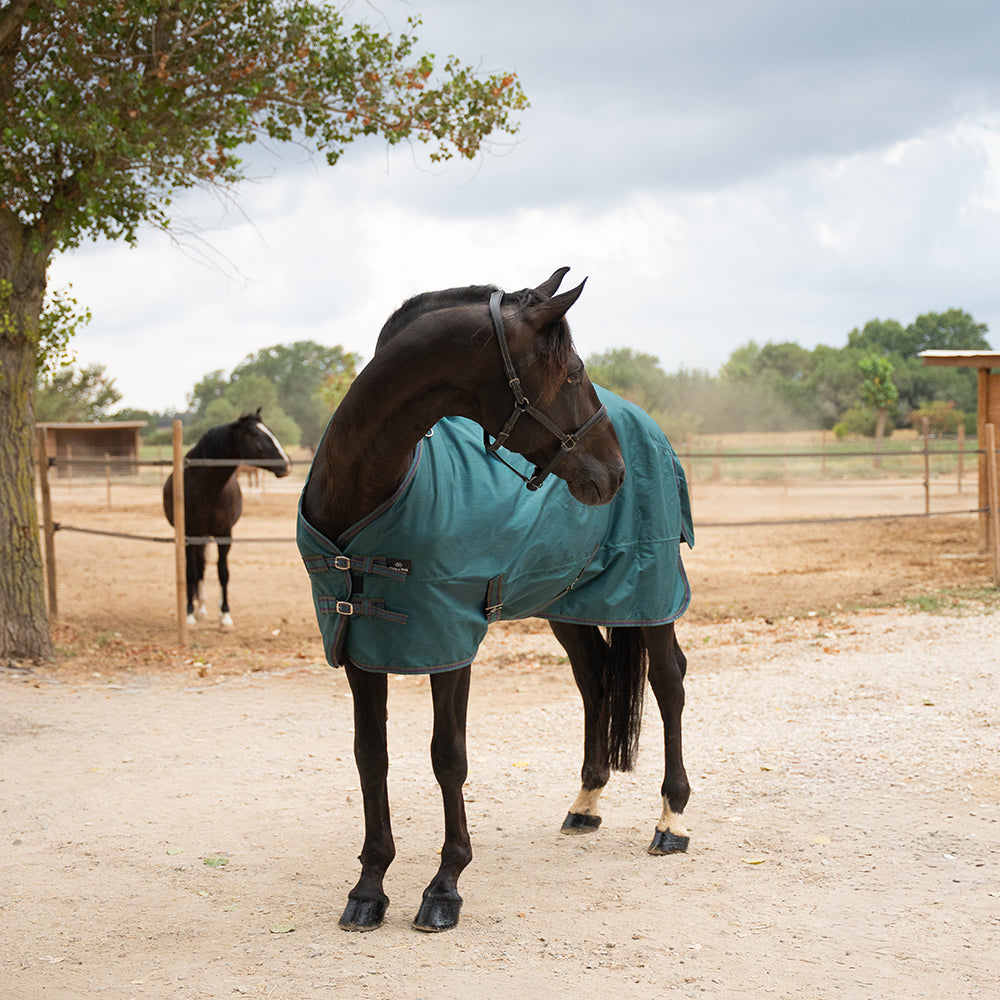 Daphne 600D 0G Turnout Rug